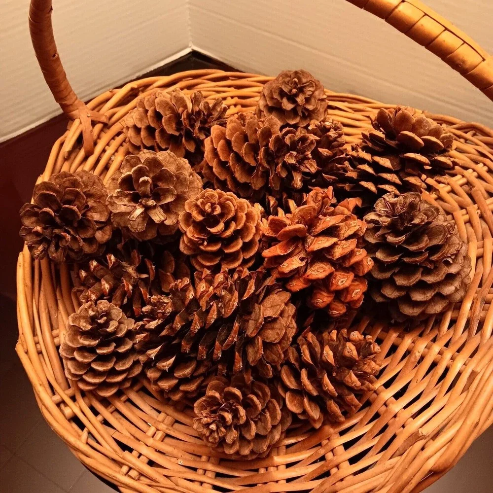 Pine Cones, Assortment of 25 for Decor Projects/Crafts, Natural, Most 4